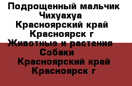 Подрощенный мальчик Чихуахуа - Красноярский край, Красноярск г. Животные и растения » Собаки   . Красноярский край,Красноярск г.